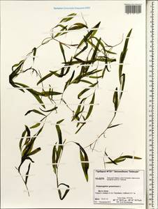 Potamogeton gramineus L., Siberia, Central Siberia (S3) (Russia)