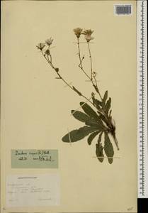 Sonchus asper (L.) Hill, Eastern Europe, South Ukrainian region (E12) (Ukraine)
