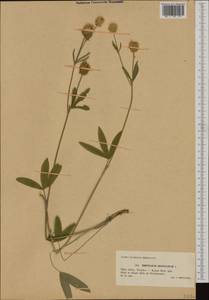 Trifolium montanum L., Western Europe (EUR) (Poland)