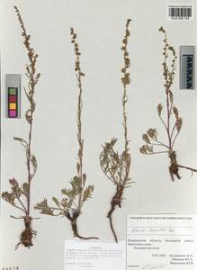 Artemisia pubescens Ledeb., Siberia, Altai & Sayany Mountains (S2) (Russia)