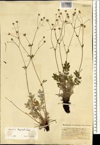 Potentilla sericea L., Mongolia (MONG) (Mongolia)