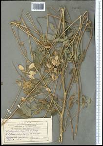 Astragalus lepsensis Bunge, Middle Asia, Western Tian Shan & Karatau (M3)