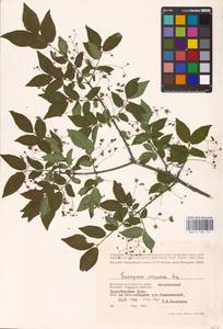 Euonymus verrucosus Scop., Eastern Europe, Lower Volga region (E9) (Russia)