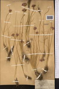 Allium inconspicuum Vved., Middle Asia, Western Tian Shan & Karatau (M3) (Kazakhstan)
