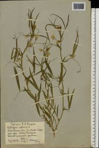 Lathyrus sativus L., Eastern Europe, Moscow region (E4a) (Russia)