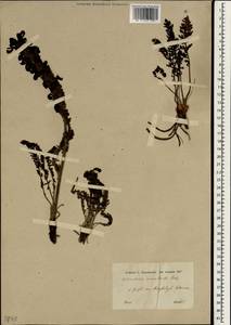 Pedicularis acmodonta Boiss., South Asia, South Asia (Asia outside ex-Soviet states and Mongolia) (ASIA) (Turkey)