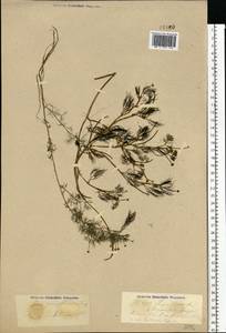 Ranunculus aquatilis L., Eastern Europe, North-Western region (E2) (Russia)