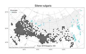 Silene vulgaris (Moench) Garcke, Atlas of the Russian Flora (FLORUS) (Russia)
