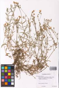 Cerastium arvense L., Eastern Europe, Central region (E4) (Russia)