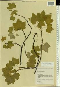 Ribes rubrum L., Eastern Europe, Northern region (E1) (Russia)