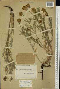 Astragalus onobrychis L., Eastern Europe, Eastern region (E10) (Russia)
