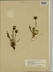 Hieracium alpinum L., Eastern Europe, West Ukrainian region (E13) (Ukraine)