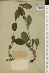 Bupleurum longifolium, Eastern Europe, Eastern region (E10) (Russia)