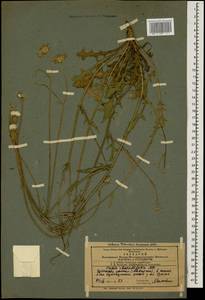 Crepis foetida subsp. rhoeadifolia (M. Bieb.) Celak., Caucasus, Azerbaijan (K6) (Azerbaijan)