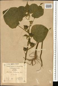 Abutilon theophrasti Medik., Caucasus, Georgia (K4) (Georgia)