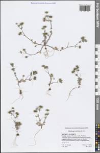 Medicago minima (L.) Bartal., South Asia, South Asia (Asia outside ex-Soviet states and Mongolia) (ASIA) (Turkey)