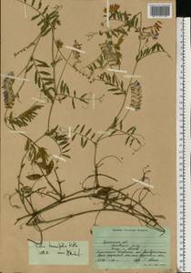 Vicia tenuifolia Roth, Eastern Europe, South Ukrainian region (E12) (Ukraine)