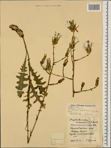Lactuca tuberosa Jacq., Caucasus, Black Sea Shore (from Novorossiysk to Adler) (K3) (Russia)