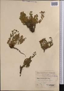 Sibbaldianthe bifurca subsp. bifurca, Middle Asia, Pamir & Pamiro-Alai (M2) (Tajikistan)