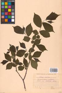 Ulmus glabra, Eastern Europe, Moscow region (E4a) (Russia)