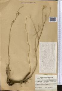 Libanotis fasciculata Korov., Middle Asia, Western Tian Shan & Karatau (M3) (Kazakhstan)