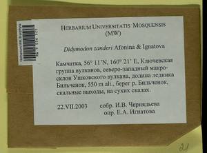 Husnotiella rufidula (Müll. Hal.) J.A. Jiménez & M.J. Cano, Bryophytes, Bryophytes - Chukotka & Kamchatka (B21) (Russia)