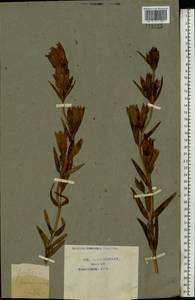 Gentiana pneumonanthe L., Eastern Europe, Central region (E4) (Russia)