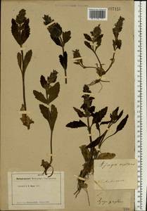 Ajuga reptans L., Eastern Europe, Rostov Oblast (E12a) (Russia)