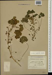 Malva neglecta Wallr., Crimea (KRYM) (Russia)