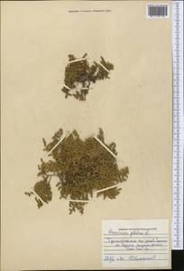 Herniaria glabra L., Middle Asia, Pamir & Pamiro-Alai (M2) (Uzbekistan)