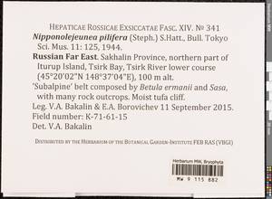 Nipponolejeunea pilifera (Steph.) S. Hatt., Bryophytes, Bryophytes - Russian Far East (excl. Chukotka & Kamchatka) (B20) (Russia)