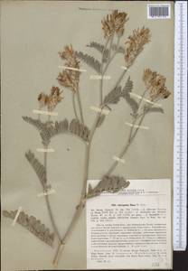 Astragalus ninae Pavlov, Middle Asia, Caspian Ustyurt & Northern Aralia (M8) (Kazakhstan)
