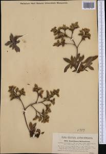 Goniolimon besserianum (Rchb.) Kuzn., Western Europe (EUR) (Croatia)