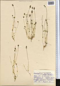 Lomatogonium carinthiacum (Wulfen) Reichenb., Middle Asia, Pamir & Pamiro-Alai (M2) (Tajikistan)
