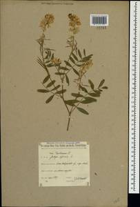 Galega officinalis L., Crimea (KRYM) (Russia)