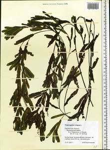 Potamogeton crispus L., Eastern Europe, Western region (E3) (Russia)