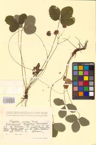 Fragaria viridis Duchesne, Eastern Europe, Volga-Kama region (E7) (Russia)