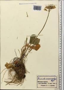 Primula veris subsp. macrocalyx (Bunge) Lüdi, Caucasus, Azerbaijan (K6) (Azerbaijan)