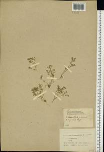 Scleranthus annuus L., Eastern Europe, Western region (E3) (Russia)