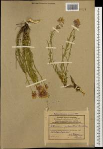 Aethionema grandiflorum Boiss. & Hohen., Caucasus, Azerbaijan (K6) (Azerbaijan)
