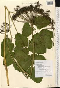 Laserpitium latifolium L., Eastern Europe, Central region (E4) (Russia)