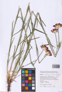 Dianthus capitatus subsp. andrzejowskianus Zapał., Eastern Europe, Lower Volga region (E9) (Russia)