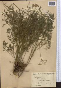 Sphaenolobium tenuisectum (Korovin) Pimenov, Middle Asia, Western Tian Shan & Karatau (M3) (Uzbekistan)