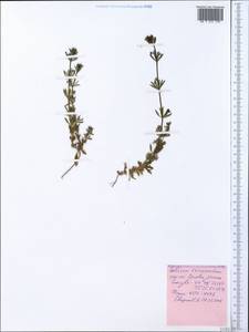 Galium tricornutum Dandy, Crimea (KRYM) (Russia)