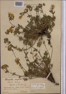 Potentilla agrimonioides M. Bieb., Middle Asia, Northern & Central Tian Shan (M4) (Kyrgyzstan)