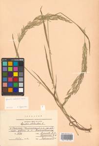 Agrostis stolonifera L., Siberia, Russian Far East (S6) (Russia)