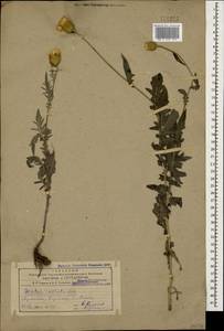Klasea radiata subsp. radiata, Caucasus, Armenia (K5) (Armenia)