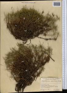 Acantholimon kokandense Bunge, Middle Asia, Pamir & Pamiro-Alai (M2) (Kyrgyzstan)