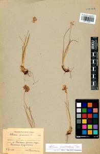 Allium prostratum Trevir., Siberia, Baikal & Transbaikal region (S4) (Russia)