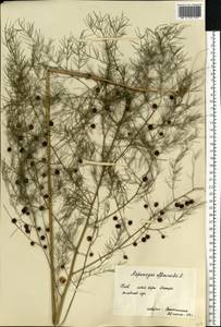 Asparagus officinalis L., Eastern Europe, North Ukrainian region (E11) (Ukraine)